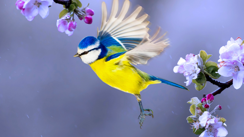 Amazing Life of Birds