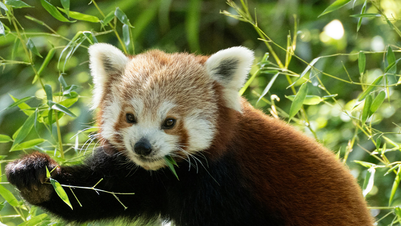Wind Down with Uniper: Incredible Animals