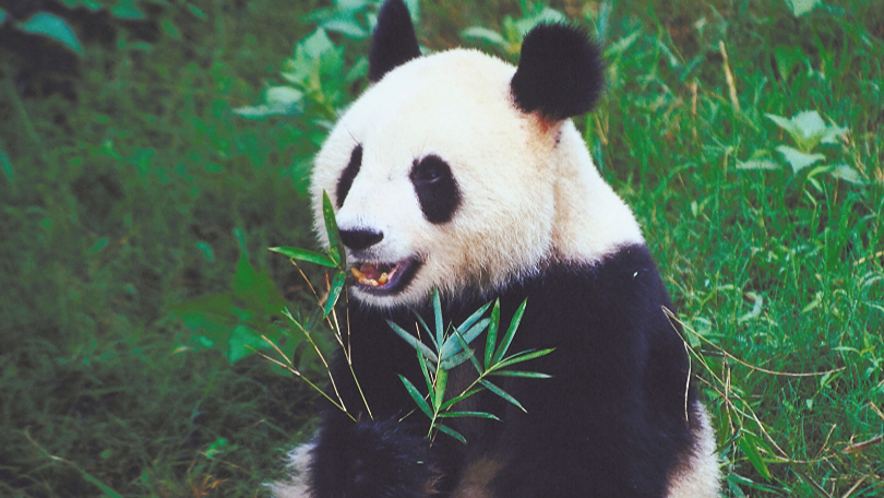Wind Down with Uniper: Incredible Animals